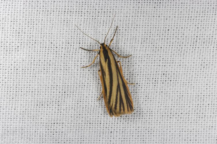 <em>Phaeophlebosia furcifera</em>, moth. Grampians National Park, Victoria.