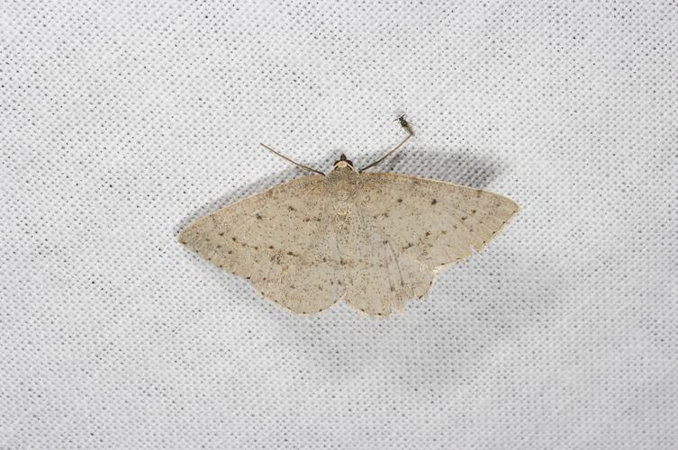<em>Taxeotis reserata</em>, Geometrid moth. Grampians National Park, Victoria.