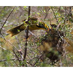 Helmeted Honeyeater adult feeding young in nest.