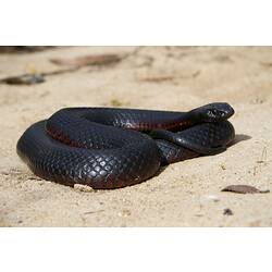 <em>Pseudechis porphyriacus</em>, Red-bellied Black Snake. Grampians National Park, Victoria.