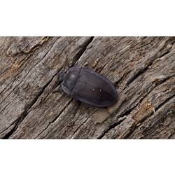 Black beetle with flattened edge on wood.
