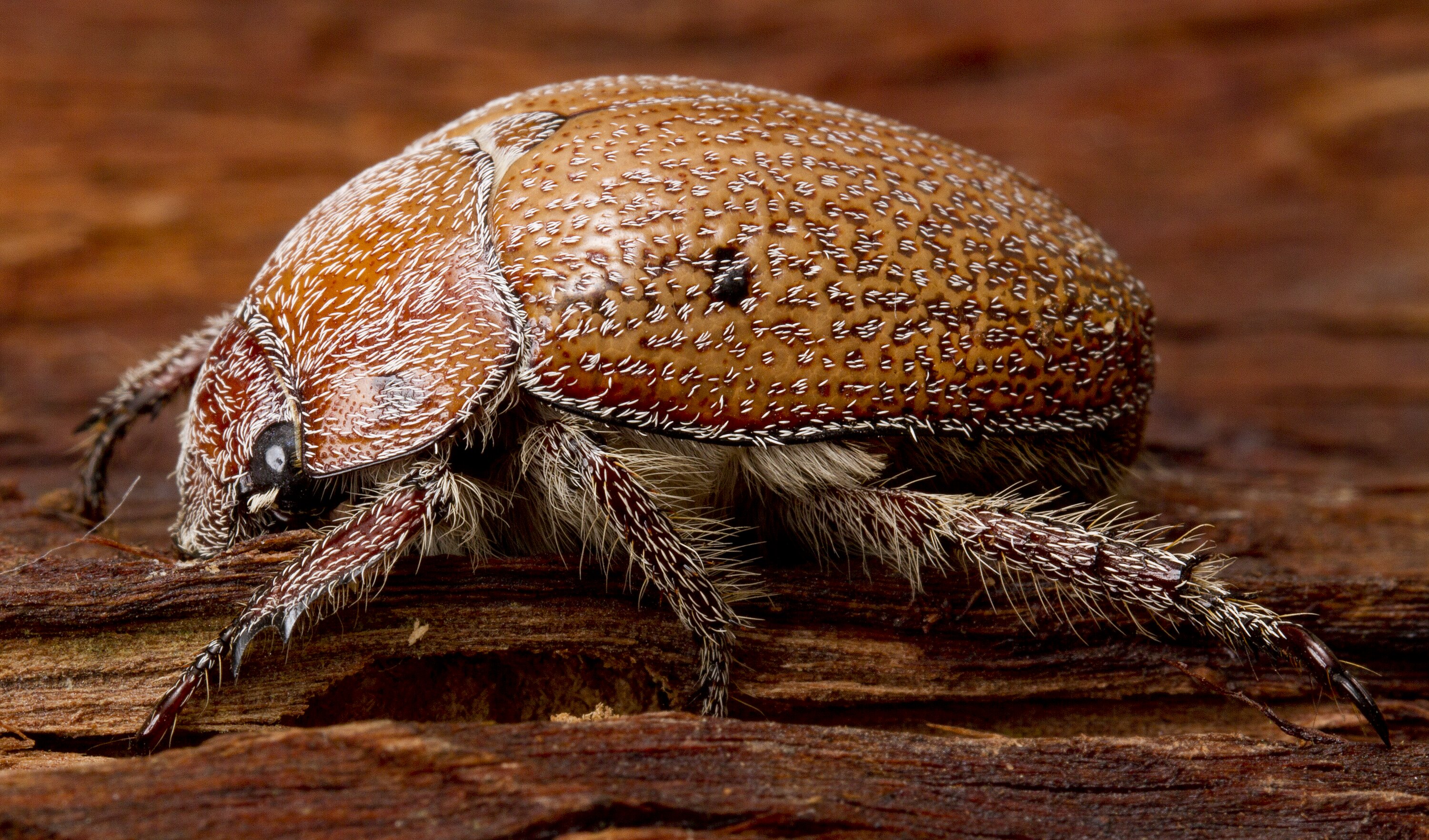 Anoplognathus Christmas Beetle