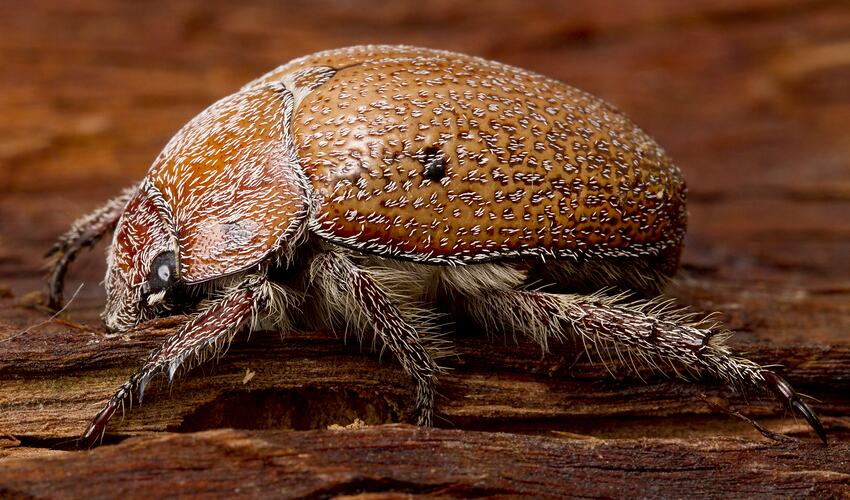 Side view of hairy brown beetle.