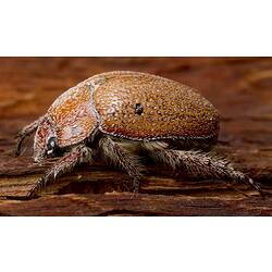 <em>Anoplognathus</em>, Christmas Beetle
