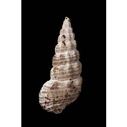 Conical shell with brown and white pattern.