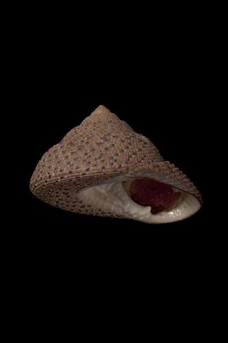 <em>Clanculus undatus</em>, top snail, shell.  Registration no. F 180039.