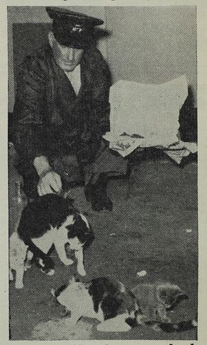 Photograph - Massey-Ferguson, Jack Davenport feeding factory cats, Sunshine, Victoria, Jun 1962