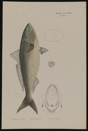 Arripis trutta