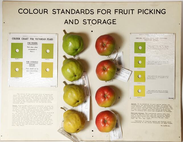Display Board - Jonathan Apple Colour Chart, May 1950
