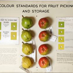 Display Board - Jonathan Apple Colour Chart, May 1950