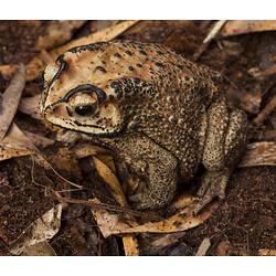 Toad with black stripes and spots.