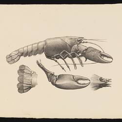 Cherax destructor