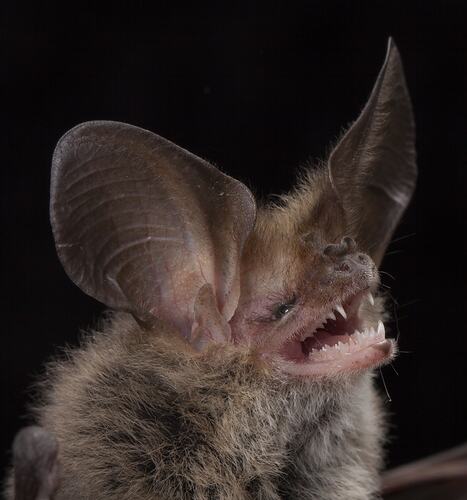 Face of bat with long ears.