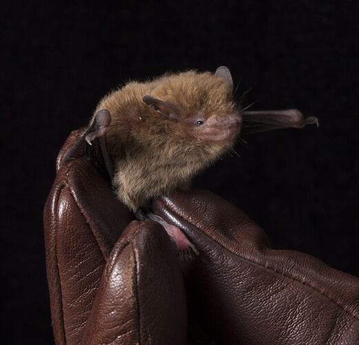 Brown bat held in leather-gloved hands.