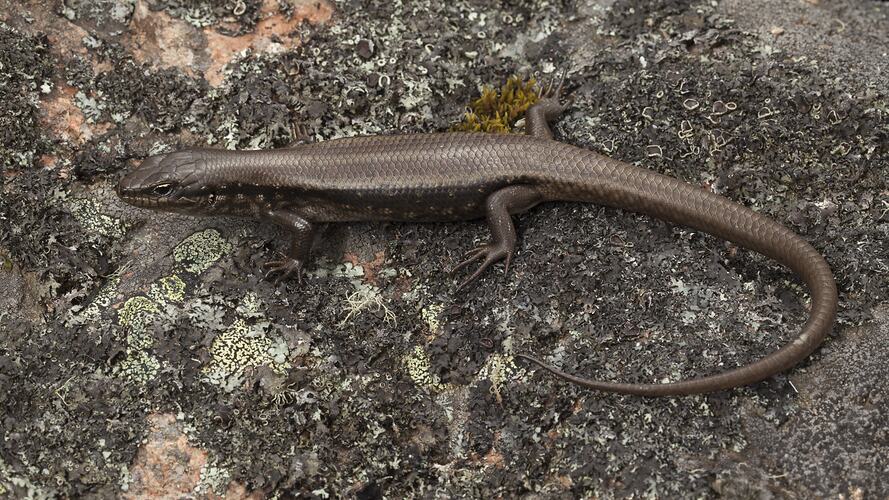 Dark brown skink on lichen-covered rock.