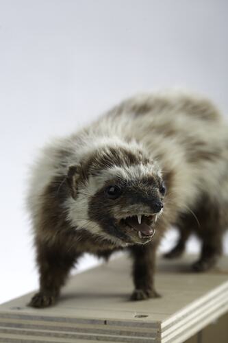 Taxidermied mammal specimen with black and white striped fur.