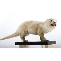 Taxidermied otter specimen, side view.