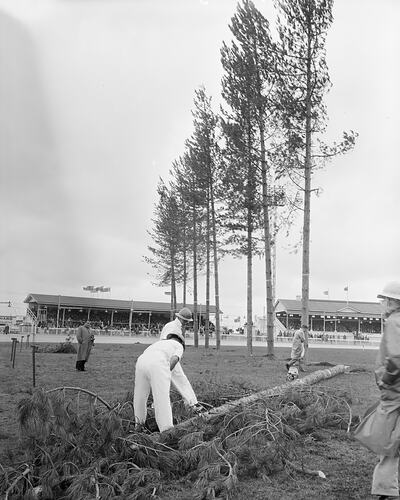Tree Felling Demonstration, Men Examining a Fallen Tree, Royal Melbourne Show, Flemington, Victoria, 19 Sep 1959