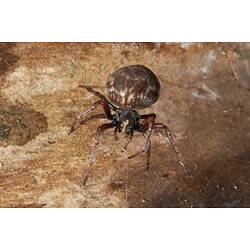 <em>Eriophora</em> sp., orb-weaving spider. Budj Bim Cultural Heritage Landscape