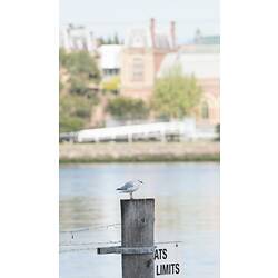 Gull standing on wooden fence post, buildings in background.
