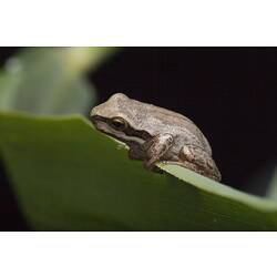 Frog on a long leaf blade.