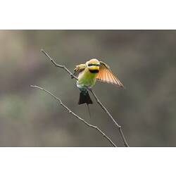 Rainbow Bee-eater on branch, spreading wings.