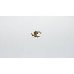 Pale brown bird of prey in flight.