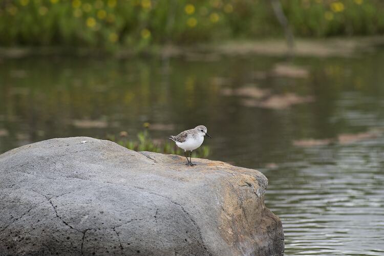 Whtie-chested bird on rock.