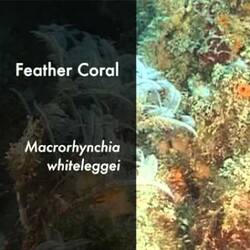 Silent footage of the Feather coral, </em>Macrorhynchia whiteleggei</em>.