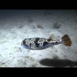 Silent footage of the Smooth Toadfish, <em>Tetractenos glaber</em>.