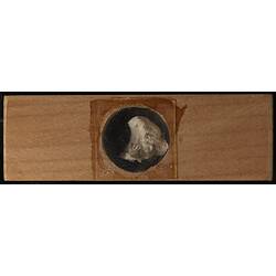Underside of wooden microslide containing bryozoan specimen,