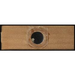 Underside of wooden microslide containing bryozoan specimen,