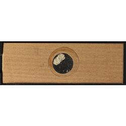 Underside of wooden microslide containing bryozoan specimen,