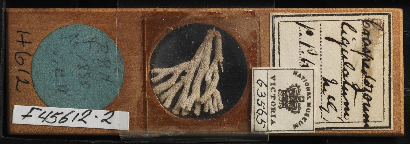 Top view of bryozoan specimen on wooden microslide.