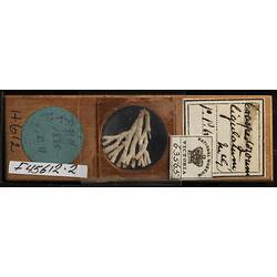 Top view of bryozoan specimen on wooden microslide.