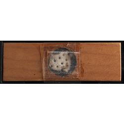 Bryozoan specimen on wooden microslide, underside view.