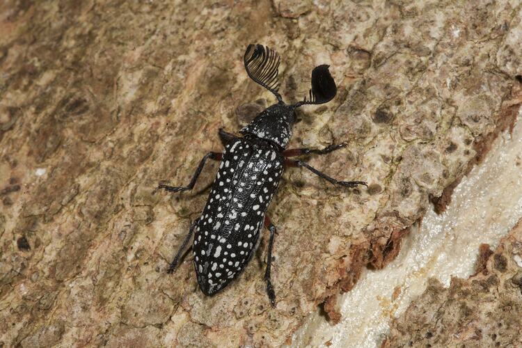 Black and white spotted beetle with feathery antennae on bark.