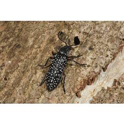 <em>Rhipicera (Agathorhipis) femorata</em> Kirby, 1818, Feather-horned Beetle