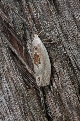 <em>Tymbophora peltastis</em>, moth. Swallow Lagoon Nature Conservation Reserve, Victoria.