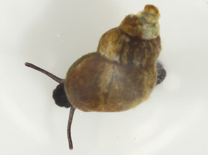 Dorsal view of marine snail with brown shell and long tentacles.