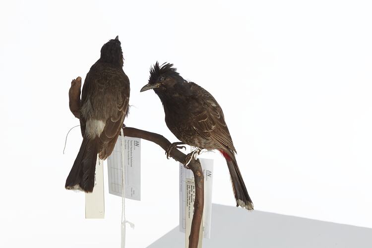 <em>Pycnonotus cafer</em>, Red-vented Bulbul, mounts.  Registration nos. 25868 (right) & 25869 (left).