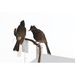<em>Pycnonotus cafer</em>, Red-vented Bulbul, mounts.  Registration nos. 25868 (right) & 25869 (left).