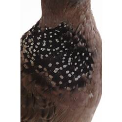 Detail of wing feathers of mounted dove specimen.