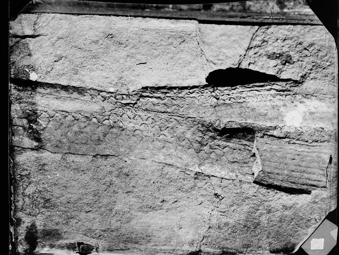 Black and white photo of fossils on rock.