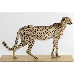 Right side view of mounted cheetah specimen.