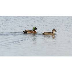 Two ducks on water, one with green head.