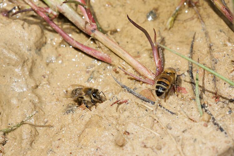 <em>Apis mellifera</em>, European Honey Bee. Dutson Downs Wastewater Treatment Facility, Victoria.