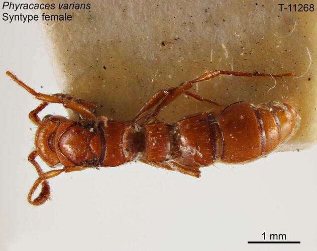 Ant specimen, female, dorsal view.
