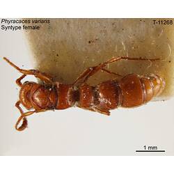 Ant specimen, female, dorsal view.