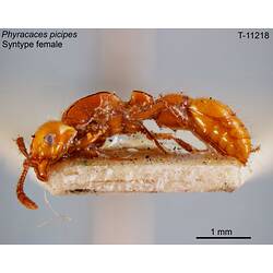 Ant specimen, female, lateral view.